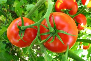 زراعة محصول الطماطم