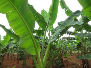 تدوير مخلفات شجرة الموز