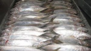 متوسط نصيب الفرد بمصر من الأسماك 20 كيلو سنويا
