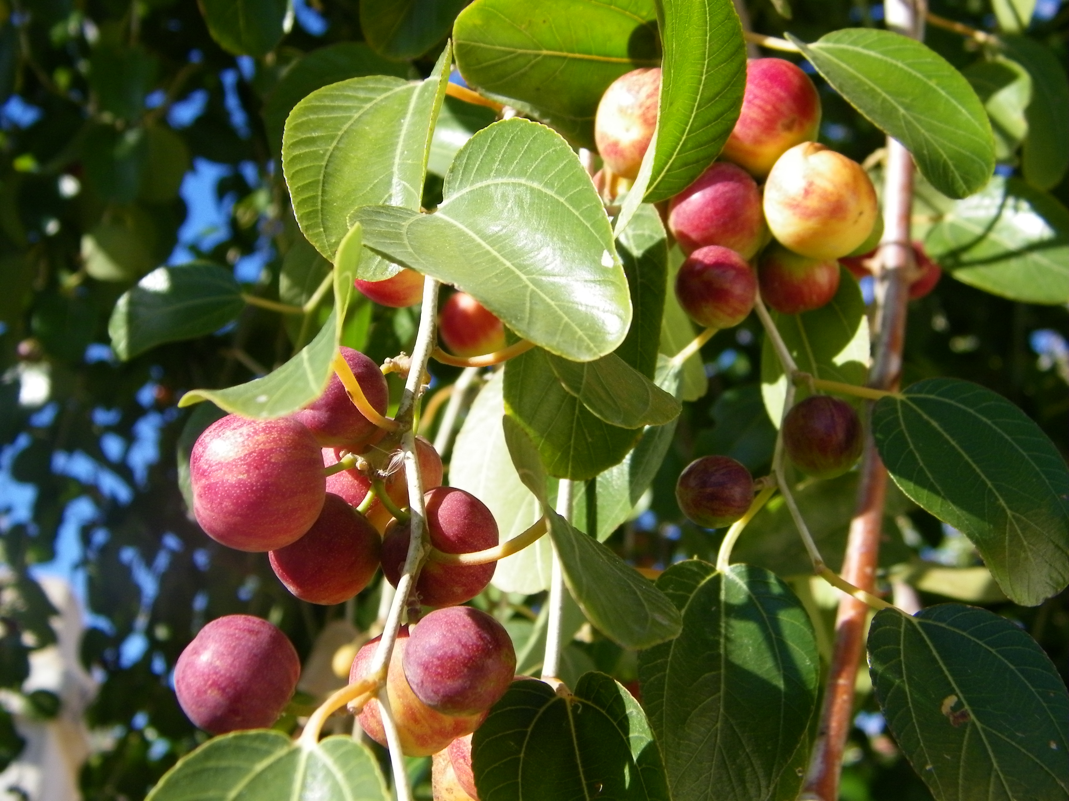 زراعة وإنتاج فاكهة النبق الفلاح اليوم