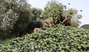 تونس موسم ناجح لزراعة الزيتون بإنتاج 1 6 مليون طن من 88 مليون