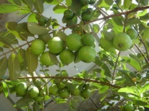  زراعة ورعاية وإنتاج فاكهة الجوافة 1-64-300x225