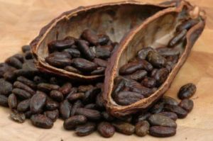 شجرة فاكهة الكاكاو الزراعة ومراحل تصنيع الشيكولاتة الفلاح اليوم