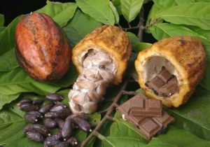 شجرة فاكهة الكاكاو الزراعة ومراحل تصنيع الشيكولاتة الفلاح اليوم
