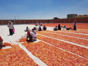 الفاو تسلم وحدة تجفيف الطماطم للجمعية التعاونية بالنوبارية الفلاح اليوم