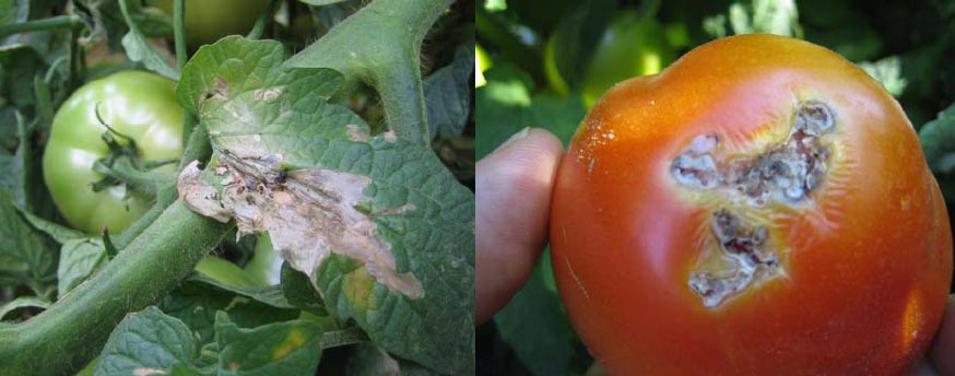 حشرة توتا أبسلوتا المدمرة لمحصول الطماطم الفلاح اليوم
