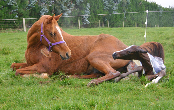تعرف على أسباب وعلاج عسر الولادة عند الخيول | الفلاح اليوم