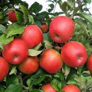 تفاصيل زراعة أشجار التفاح والعوامل المؤثرة على الإنتاجية الفلاح