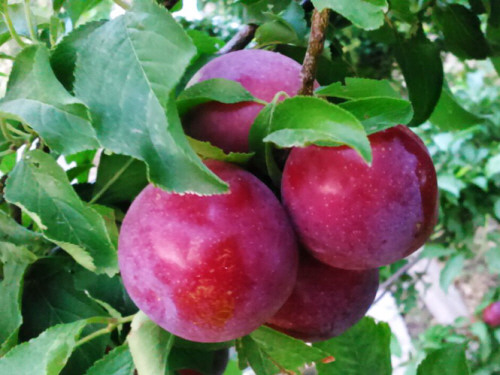 إرشادات الزراعة لزيادة إنتاج حدائق الفاكهة المتساقطة - الفلاح اليوم