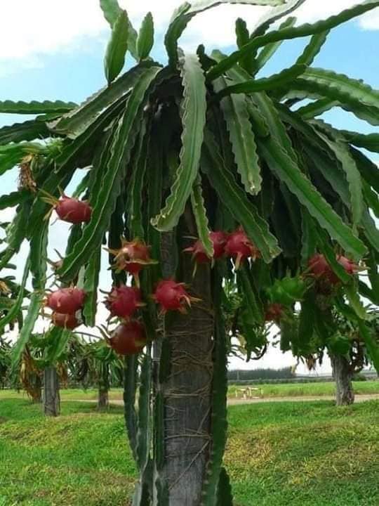شجرة فاكهة التنين الأكثر ربحية في العالم الفلاح اليوم