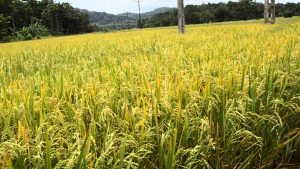 علاج اصفرار نباتات الأرز في 5 خطوات الفلاح اليوم