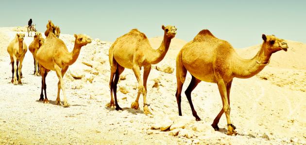 ما الذي يساعد حيوانات الصحراء على العيش تحت أشعة الشمس الحارة.