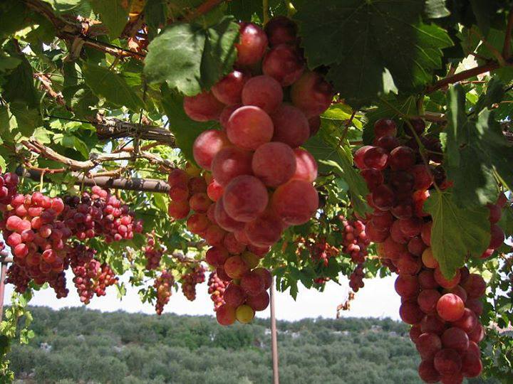 عوامل نجاح زراعة أشجار الفاكهة في الأراضي الجديدة الفلاح اليوم