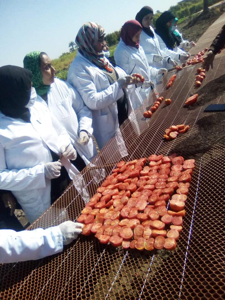 وزير الزراعة مشروع تجفيف الطماطم يعظم العائد الاقتصادي للمزارعين والعاملات الريفيات الفلاح اليوم