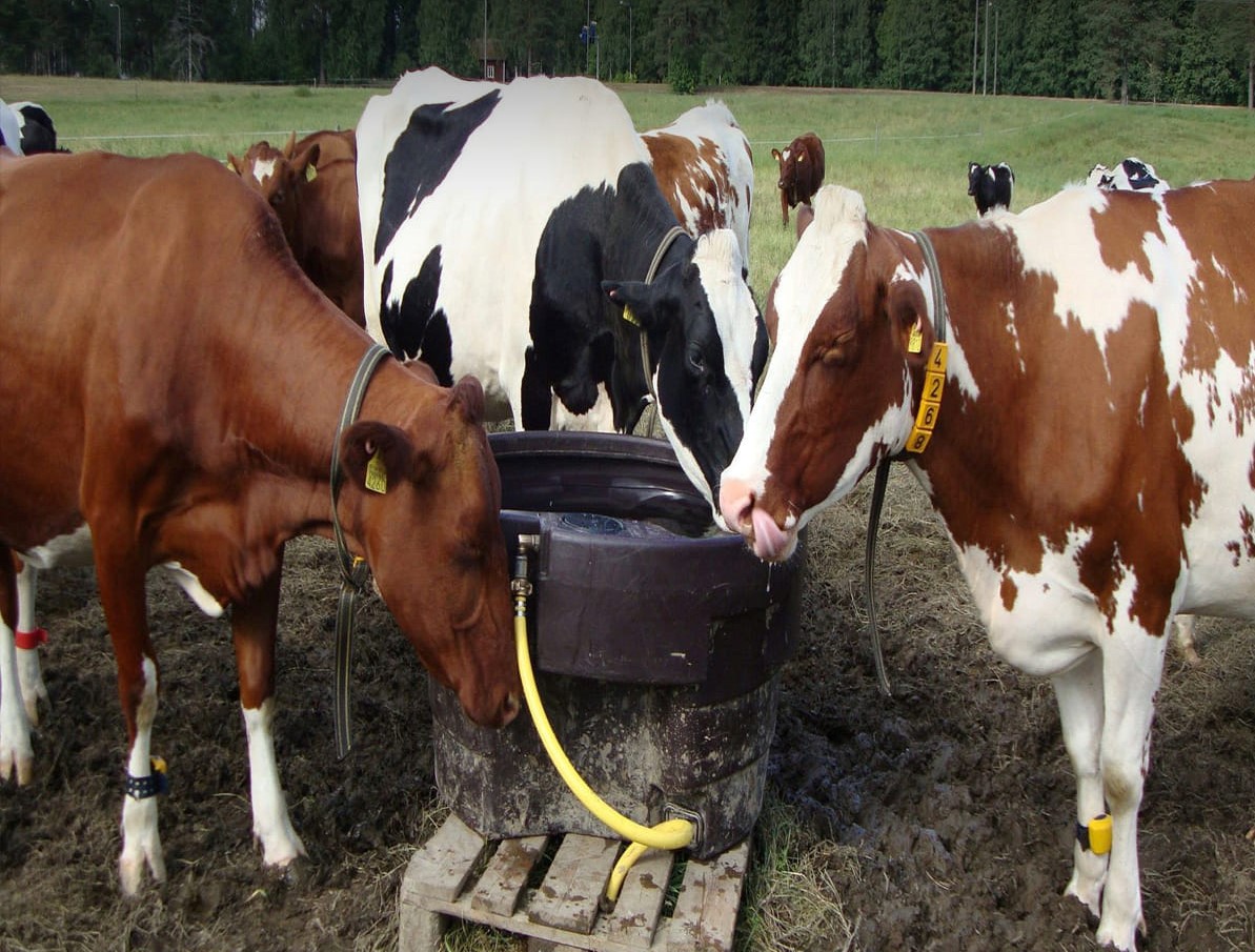 15 معلومة لزيادة إدرار اللبن في الأبقار | الفلاح اليوم