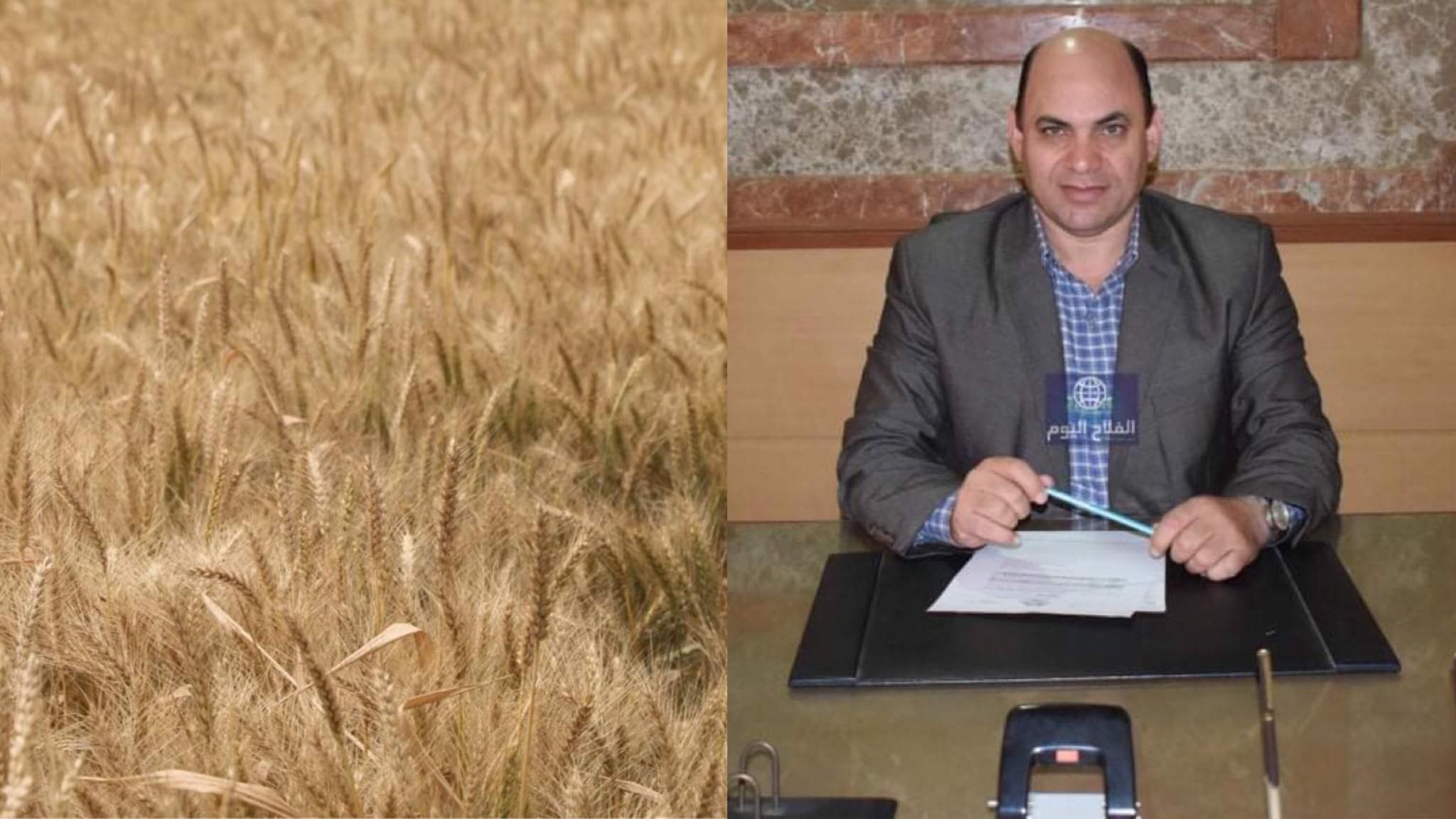 مستشار وزير الزراعة كلام في القمح الفلاح اليوم