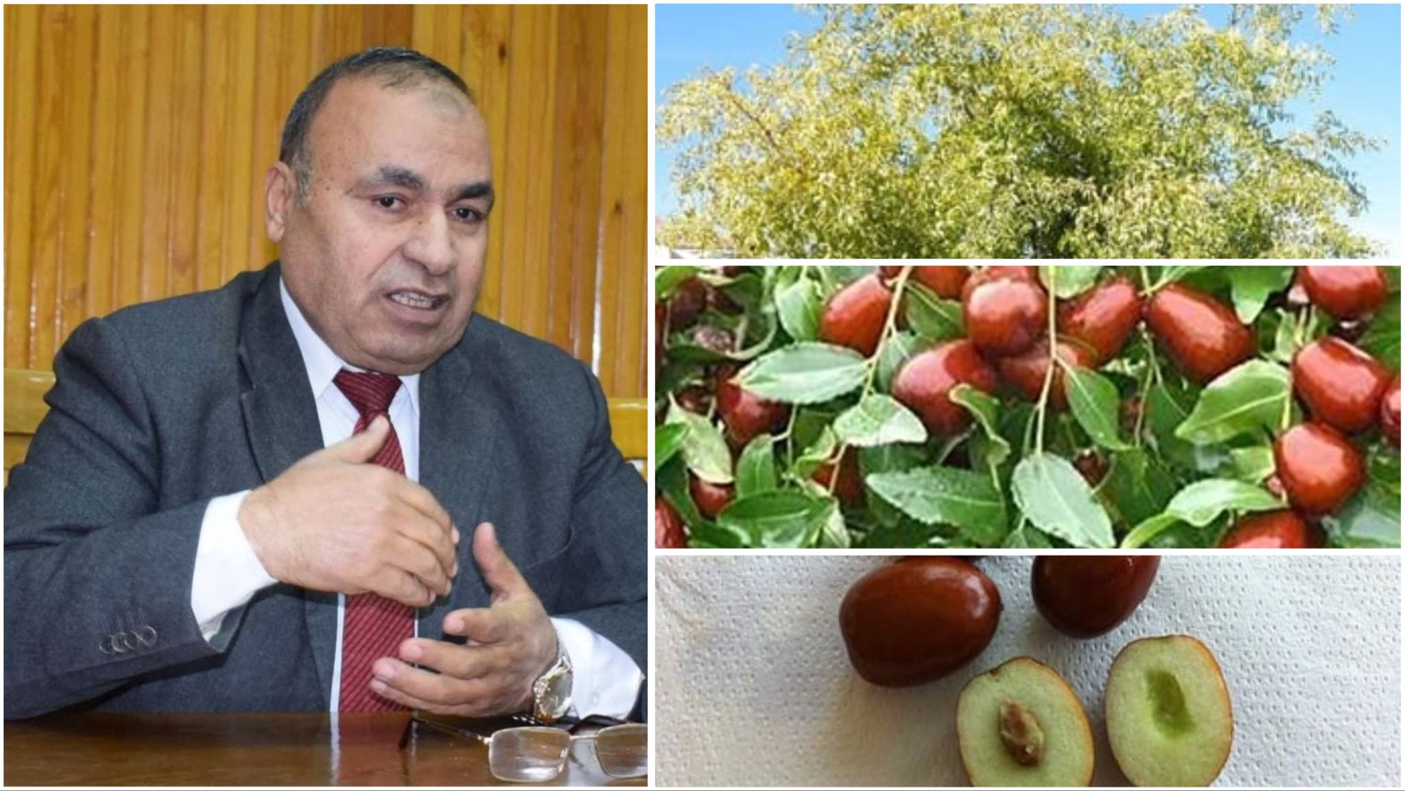 زراعة العناب.. شجرة تتحمل الجفاف وتنتج ثماراً غنية بالعناصر الغذائية ...